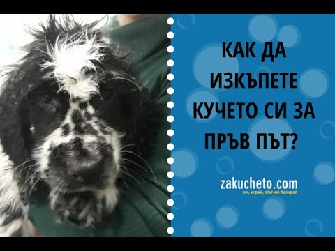 Видео: (ПЪРВО) КЪПАНЕ НА КУЧЕ - КАК? - Zakucheto.com
