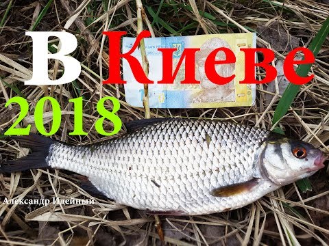 Видео: Рыбалка на фидер ловля плотвы весной на реке Днепре в Киеве 2018