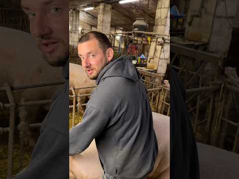 Видео: Осі міняємо Снежанну