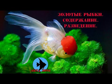 Видео: Золотые рыбки. Содержание.  Разведение.