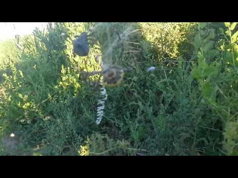 Видео: Шаган