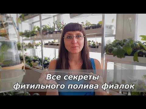 Видео: Фиалки. Фитильный полив  - все секреты успеха.