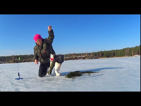 Видео: А что так можно было? МНОГО ЩУКИ НА ЖЕРЛИЦЫ Неделя на льду как один день Russian fishing