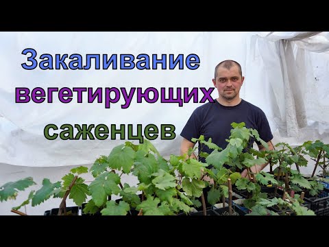 Видео: Виноград .Процесс укоренения винограда 2020г. Закалка.