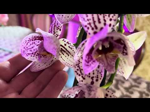 Видео: НОВАЯ ОРХИДЕЯ 🌺🌺🌺ИЗ ГАСТРОНОМА 😜😍