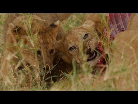Видео: 20 самых милых львят в мире. (1-е место) [Африканское сафари Плюс⁺] 191