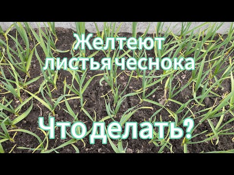 Видео: Что делать, если листья чеснока желтеют и несколько советов дачникам