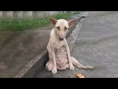 Видео: Грустные глаза, полные отчаяния... Собака-мать следует за каждым человеком, ищущим помощи от