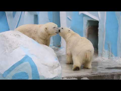 Видео: Герда сбросила Кая в бассейн, порычала на него и прыгнула в воду 17.03.2025