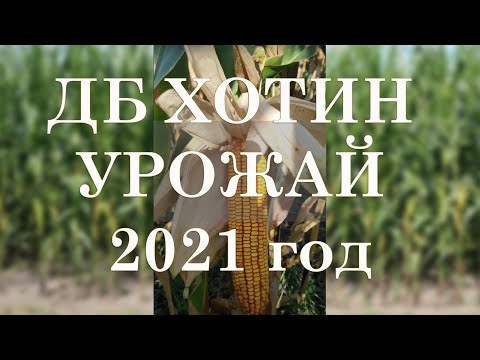 Видео: ДБ Хотин 🌽 кукуруза (урожай 2021 года) - 115 центнер с гектара. Днепропетровская область