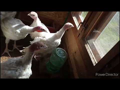 Видео: Кажется лето пришло, хлопочу по хозяйству.