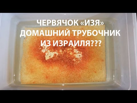 Видео: ЧЕРВЯЧОК "ИЗЯ". ЧАСТЬ 1. ДОМАШНИЙ ТРУБОЧНИК ИЗ ИЗРАИЛЯ ???
