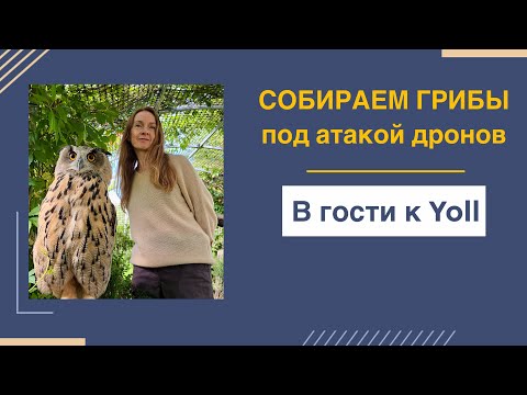 Видео: @Yoll и грибы | Шашлык и дроны