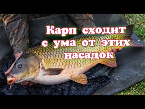 Видео: 7 ЛУЧШИХ НАЖИВОК ДЛЯ КАРПА которые работают всегда. Хочешь всегда быть с уловом то ...