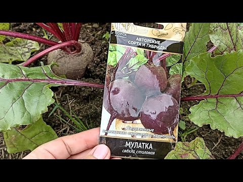 Видео: Тестирую свёклу Пабло F1, Мулатка и Багряный шар