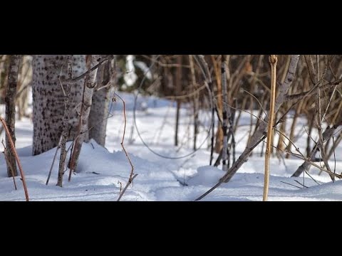 Видео: Петли на зайца (силки). Установка петель на зайца беляка.