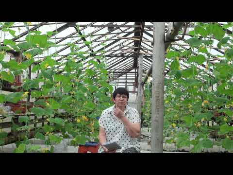 Видео: Томаты и огурцы март 2019 год