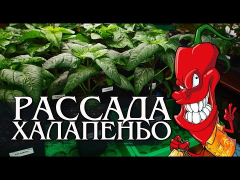 Видео: Перец Халапеньо. Рассада - просто и понятно!