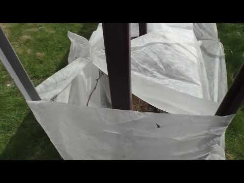 Видео: Заморозки на винограднике. Сезон 2025. Важные моменты по укрытию