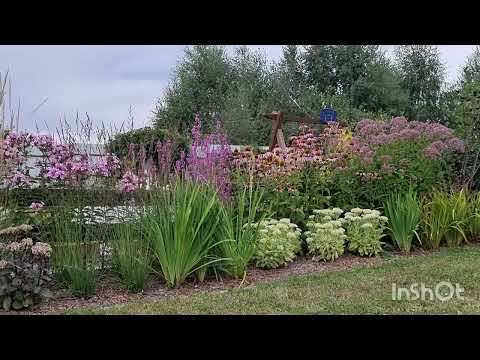 Видео: ЦВЕТНИК в ПРИРОДНОМ СТИЛЕ: как меняется с июня по сентябрь.