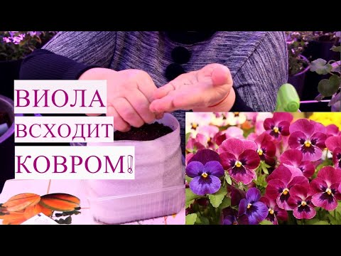 Видео: ВИОЛА ВЗОЙДЕТ СПЛОШНЫМ КОВРОМ! КАК ПРАВИЛЬНО ПОСЕЯТЬ СЕМЕНА ВИОЛЫ. ПОСЕВ ВИОЛЫ.