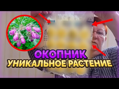 Видео: ОКОПНИК- уникальное ЛЕКАРСТВЕННОЕ растение. Мазь из корней окопника / 104