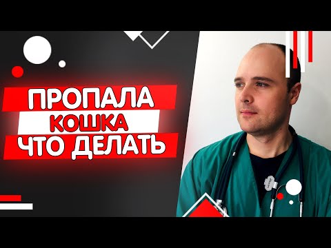 Видео: Пропала кошка что делать как искать и найти