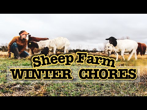 Видео: Небольшое хозяйство по разведению овец на травяном откорме | ЗИМНИЕ РАБОТЫ
