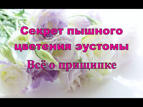 Видео: СЕКРЕТ ПЫШНОГО ЦВЕТЕНИЯ ЭУСТОМЫ. ВСЁ О ПРИЩИПКЕ
