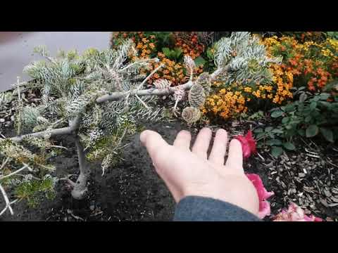 Видео: СИЛЬБЕРЛОК - ПИХТА КОРЕЙСКАЯ