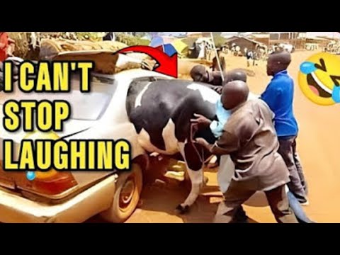 Видео: Самые смешные тиктоки, которые заставят вас плакать от смеха 😂 (УРОВЕНЬ 1)