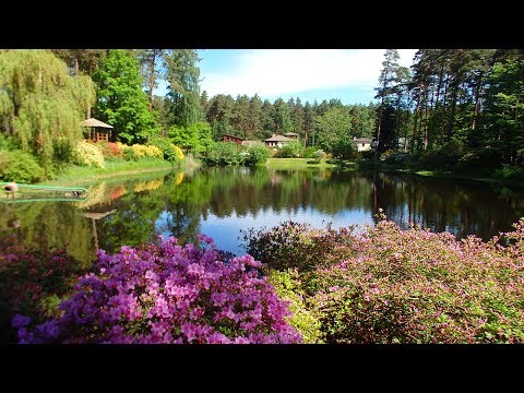 Видео: Бабите - прогулка среди сосен и рододендронов