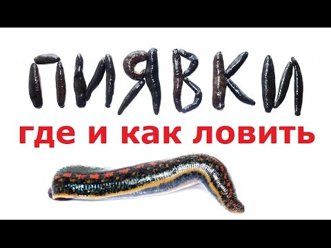 Видео: Как и где наловить пиявок ДНЁМ лучшая наживка на сома