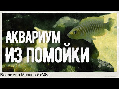 Видео: ЦИХЛИДНИК ОЗЕРА ТАНГАНЬИКА Цихлиды которые живут в ракушках! африканские цихлиды!!!