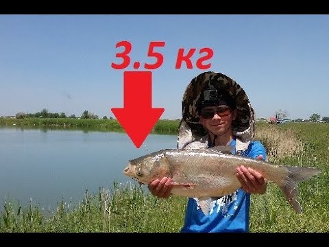 Видео: Ловля толстолобика, верхнее Исаевское озеро 27 мая 2018