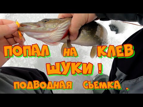 Видео: ЛОВЛЯ ЩУКИ на БАЛАНСИР в КАМЫШЕ ! ТАКОЙ РЫБАЛКИ я не ОЖИДАЛ !