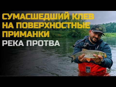 Видео: Сумасшедший клев и красивые поклевки на поверхностные приманки. Река Протва.
