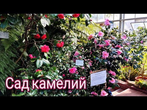 Видео: Волшебное цветение  в Кёльнском ботаническом саду Флора. Сад камелий.
