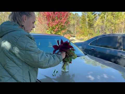 Видео: Ежегодная обрезка и пересадка гербер перед заморозками! | Просто цветите!