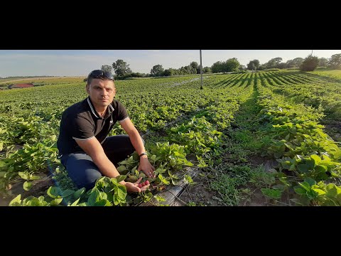 Видео: Огляд сорту полуниці Мальвіна