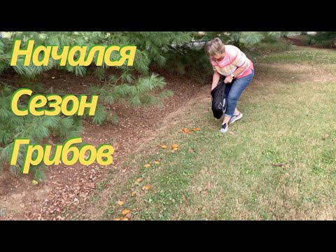 Видео: Наконец-то начался сезон грибов