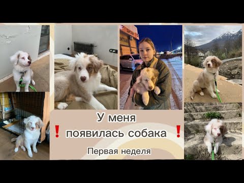 Видео: ‼️😭у меня появилась собака‼️ все нюансы воспитания, все проблемы и успехи, щенок аусси