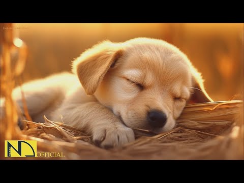 Видео: 20 часов любимой музыки собак🐶💖Музыка для сна собак 🐶🎵 Музыка для снятия беспокойства при разлуке🎵