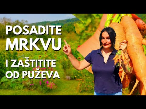 Видео: ДЛЯ МОРКОВИ ЕЩЕ НЕ ПОЗДНО: посадка моркови и защита от улиток