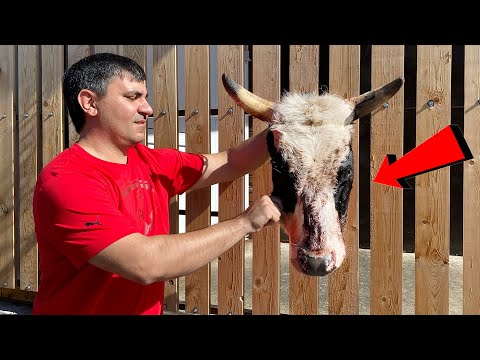 Видео: Говяжьи ЩЕЧКИ по РЕЦЕПТУ Гордона Рамзи в АФГАНСКОМ КАЗАНЕ. (ENG SUB)