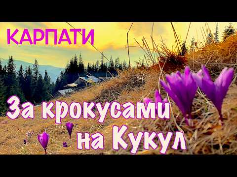 Видео: Чарівною стежкою на полонину Кукул. Крокуси цвітуть. Карпати. За крокусами на полонину.