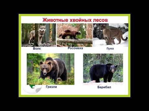 Видео: 7 класс. География. Природные зоны Северной Америки. Дмитриева Ж.М.