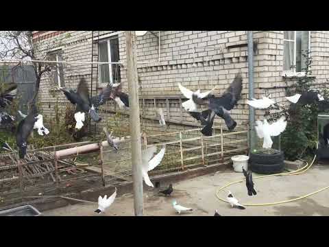 Видео: #Pigeons.Мой метод карантина для голубей. 