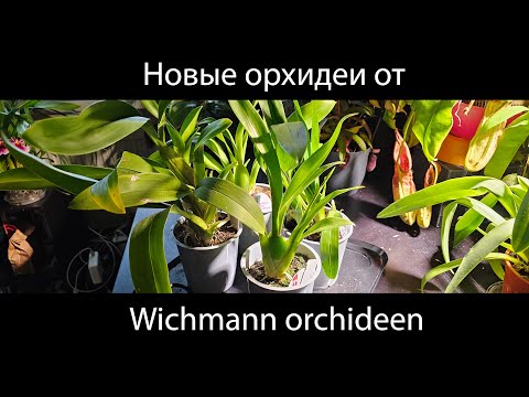 Видео: Распаковка новых орхидей от Wichmann Orchideen #орхидеи #orchid #распаковка