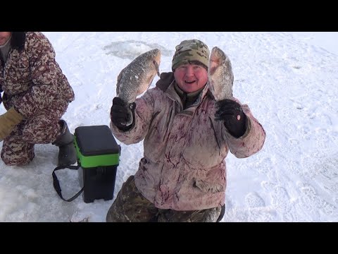 Видео: Два смычка в одной лунке. Рыбалка как в детстве.